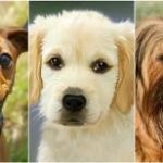 Read more about the article Tried And True Ways Of Effective Canine Training