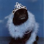 Read more about the article Things You Must Know When It Comes To Training Your Dog