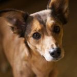 Read more about the article Must Have Tips And Tricks For Effective Puppy Training