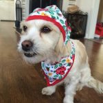 Read more about the article Boring Dog? Teach It Some Tricks With These Tips!