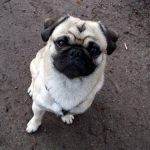 Read more about the article Tactics To Train Your Dog In No Time!