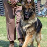 Read more about the article Simple Tips And Tricks To Help You Train Your Dog