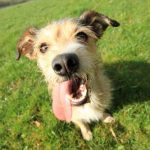 Read more about the article Training A Dog Is Not Overly Difficult