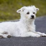 Read more about the article Electric Shock Collars And Dog Training.