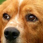 Read more about the article Advice For Training A Happy And Healthy Dog