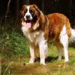 Read more about the article How To Train Your Dog In Easy Steps