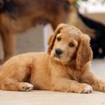 Read more about the article Tips For Raising A Happy And Healthy Dog