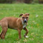 Read more about the article Training Tips For Happy Dogs And Happy Owners!