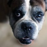 Read more about the article Start Training Your Dog Today With This Great Advice