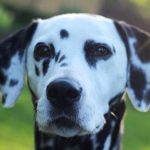 Read more about the article Simple Tips For Effective Dog Obedience Training