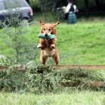 Read more about the article Tried And True Techniques On Puppy Training