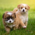 Read more about the article Quick And Painless Tips For Training Your Dog