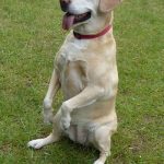 Read more about the article How To Effectively Train Your Dog