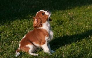 Dog Training Tips That Are Sure To Work 4