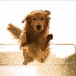 Read more about the article How To Effectively Train Your Dog Fast