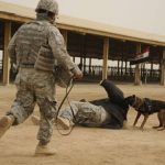 Read more about the article Useful Dog Training Tips & Tools