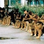 Read more about the article Canine Training Tips You Should Definitely Try Out!