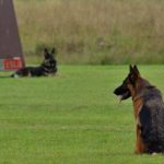 Read more about the article Fast And Easy Puppy Training Tips And Strategies