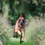 Read more about the article Quick And Simple Training Tips For Dogs!