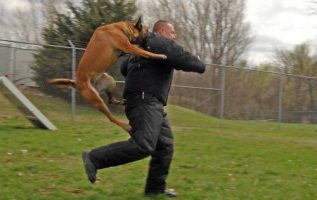 Important Dog Training Information That Anyone Can Use 3