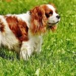 Read more about the article Make Dog Training Easy By Following These Tips.