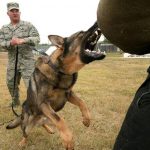 Read more about the article Frazzled From Wrangling A Wild Pooch? Learn The Tips You Need For Successful Training Your Dog!