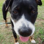 Read more about the article Easy Ways To Have A Perfectly Trained Dog