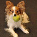 Read more about the article Great Tips To Help Train Your Dog