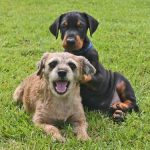 Read more about the article How To Train Your Dog Effectively