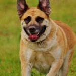 Read more about the article Working With Your Dog:  Tips And Tricks To Create A Well-Behaved Pet