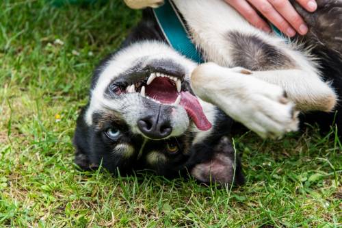 Tips That Make Puppy Training Easier 1