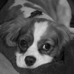 Read more about the article How To Train Your Dog Quickly And Efficiently