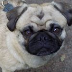 Read more about the article The Beginners Guide To Successful Training Your Dog