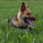 Read more about the article Training Your Dog Tips You Can’t Afford To Ignore