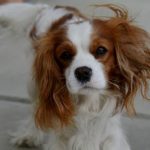 Read more about the article New To Puppy Training? Consider This Advice!