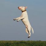 Read more about the article The Earlier You Start The Training Of Your Puppy The Better