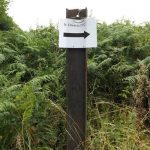 Read more about the article Properly Train Your Dog With Our Tips