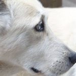 Read more about the article Is Expert Training Right For My Dog?