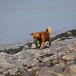 Read more about the article Do You Have A Mischievous Dog? Train It With These Tips!