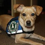 Read more about the article Train Your Dog To Follow Your Commands