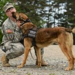 Read more about the article Tame Rover With Some Helpful Hints