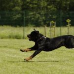Read more about the article Simple Tips For A Well-Trained Canine Companion