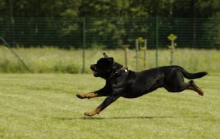 Simple Tips For A Well-Trained Canine Companion 3