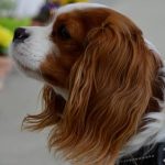 Read more about the article Tips And Tricks For Easier Canine Training