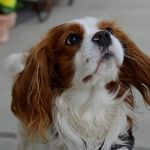 Read more about the article How To Effectively And Efficiently Train Your Dog