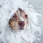 Read more about the article Expert Tips To Make Training Your Dog Easier