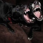 Read more about the article Helpful Tips For Training Your Dog Easily