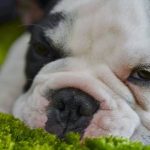 Read more about the article Having A Dog That Listens Is Important