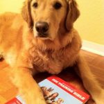 Read more about the article Puppy Training Tips That Can Work For Everyone!