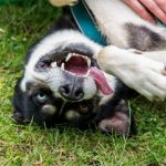 Read more about the article Dog Training Advice For Better Behaved Pets